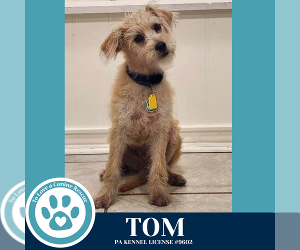 Medium Photo #1 Chihuahua-Unknown Mix Puppy For Sale in Kimberton, PA, USA