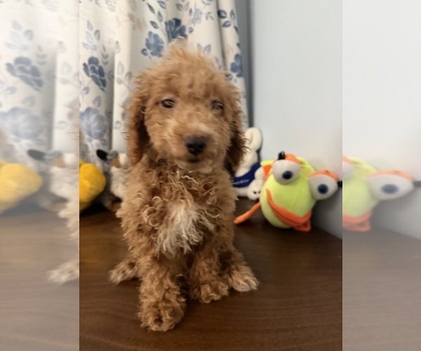 Medium Photo #6 Havapoo Puppy For Sale in DURHAM, CT, USA
