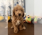 Havapoo puppies - Male Havapoo Puppy for Sale - Photo #6