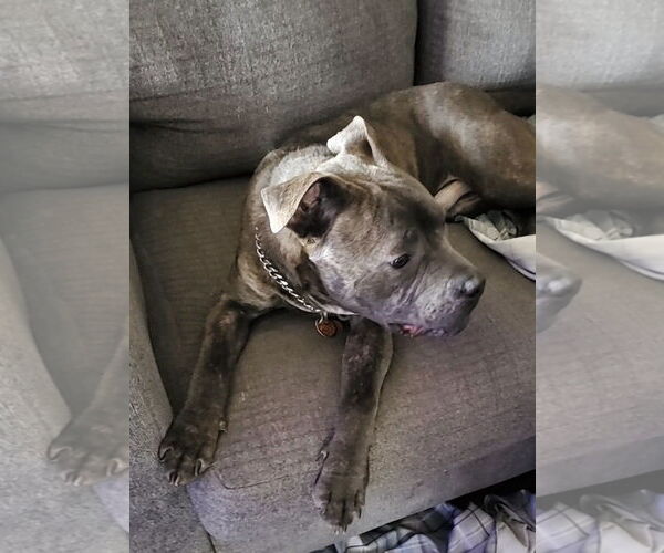 Medium Photo #23 American Pit Bull Terrier-Unknown Mix Puppy For Sale in Germantown, OH, USA
