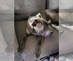 Small #22 American Pit Bull Terrier Mix