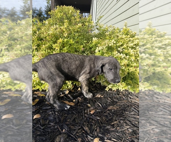 Medium Photo #10 Irish Wolfhound Puppy For Sale in ORD, NE, USA