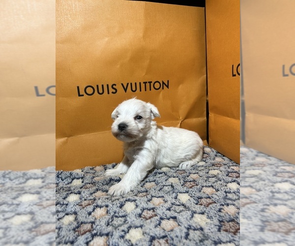 Medium Photo #9 Schnauzer (Miniature) Puppy For Sale in HOUSTON, TX, USA