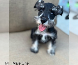 Schnauzer (Miniature) Puppy for sale in BLANCHARD, OK, USA