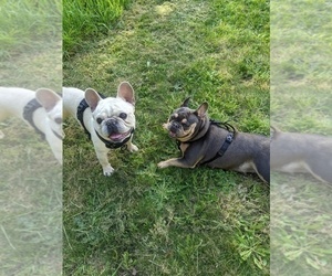 Father of the French Bulldog puppies born on 12/01/2024
