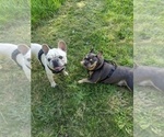 Small Photo #1 French Bulldog Puppy For Sale in MCKINLEYVILLE, CA, USA
