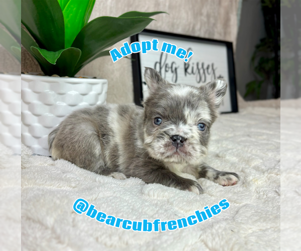 Medium Photo #4 French Bulldog Puppy For Sale in FRANKLIN, IN, USA