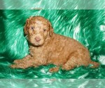 Small Labradoodle