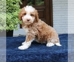 Small #2 Bernedoodle (Miniature)