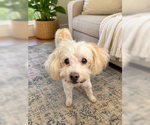 Small Photo #8 Maltipoo (Miniature) Puppy For Sale in San Diego, CA, USA