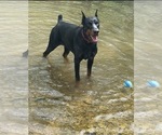 Small Photo #1 Doberman Pinscher Puppy For Sale in LAFAYETTE, TN, USA