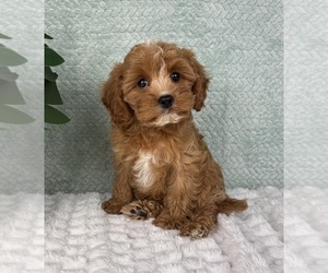 Cavapoo Puppy for sale in FRANKLIN, IN, USA