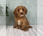 Image preview for Ad Listing. Nickname: Cooper