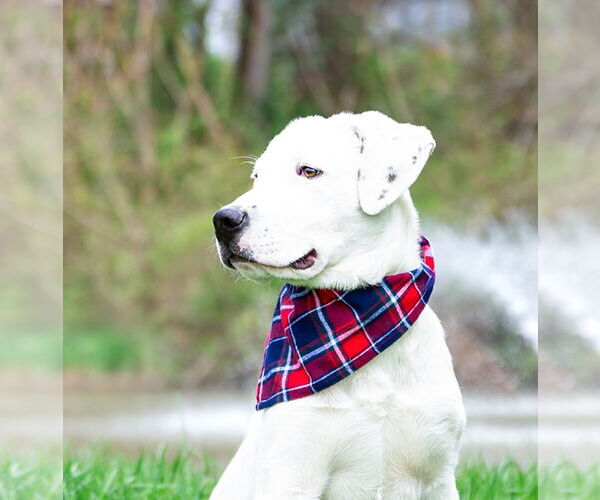 Medium Photo #4 Labrador Retriever-Unknown Mix Puppy For Sale in Unionville, PA, USA