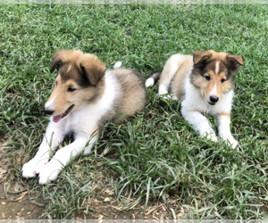 Collie Puppy for sale in LONDON, KY, USA