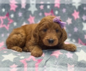 Goldendoodle Puppy for sale in LAKELAND, FL, USA