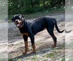 Small Rottweiler