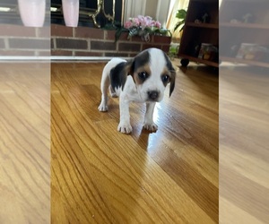 Beagle Puppy for sale in NATHALIE, VA, USA