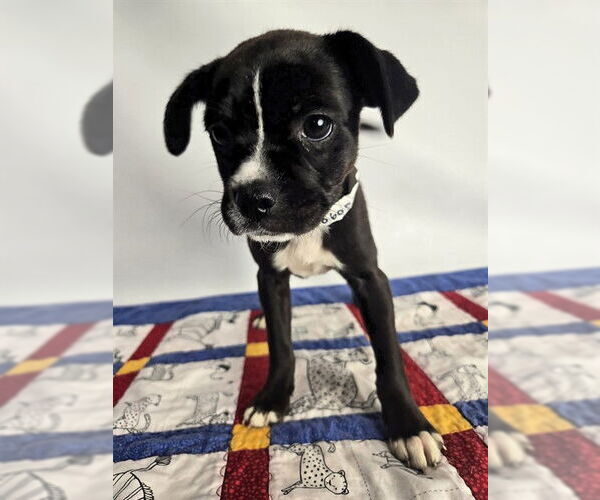 Medium Photo #2 Pug-Unknown Mix Puppy For Sale in Sebec, ME, USA