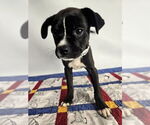 Small #1 Pug Mix