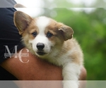 Small Photo #18 Pembroke Welsh Corgi Puppy For Sale in CRESTVIEW, FL, USA