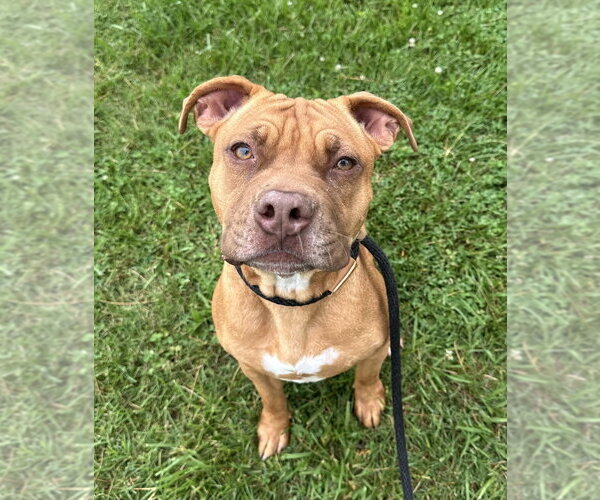 Medium Photo #2 Mutt Puppy For Sale in Evansville, IN, USA