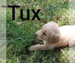 Puppy TUX Golden Retriever
