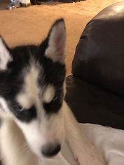 Siberian Husky Puppy for sale in BROADVIEW HEIGHTS, OH, USA