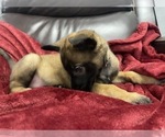 Small Photo #56 Belgian Malinois Puppy For Sale in REESEVILLE, WI, USA