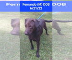 Small #6 Labrador Retriever Mix