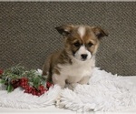 Small Photo #2 Pembroke Welsh Corgi Puppy For Sale in APPLE CREEK, OH, USA