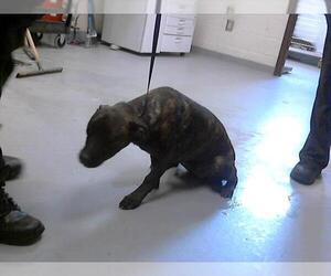American Pit Bull Terrier Dogs for adoption in Fayetteville, NC, USA