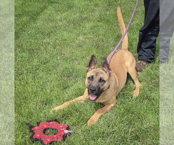 Medium Photo #6 German Shepherd Dog-Unknown Mix Puppy For Sale in Huntley, IL, USA