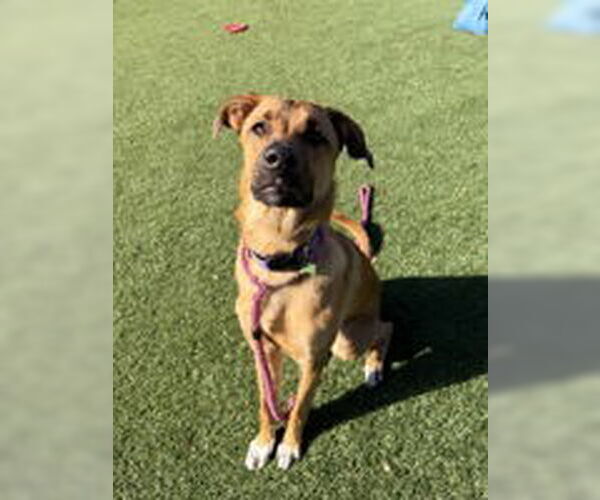 Medium Photo #7 Mutt Puppy For Sale in Salinas, CA, USA