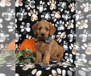 Miniature Labradoodle Puppy for sale in QUARRYVILLE, PA, USA