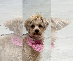 Shih-Poo Dogs for adoption in Valrico, FL, USA