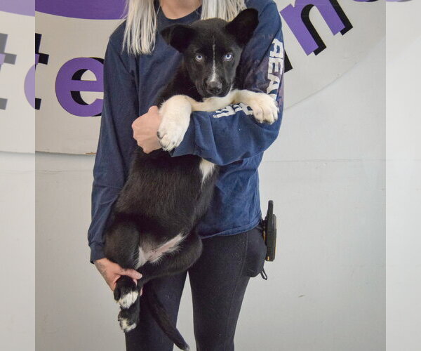 Medium Photo #4 Gerberian Shepsky Puppy For Sale in Huntley, IL, USA