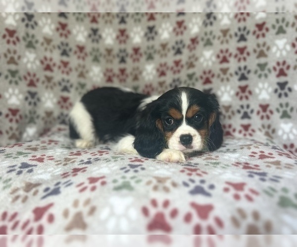 Medium Photo #5 Cavalier King Charles Spaniel Puppy For Sale in LAKELAND, FL, USA