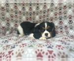 Small #4 Cavalier King Charles Spaniel