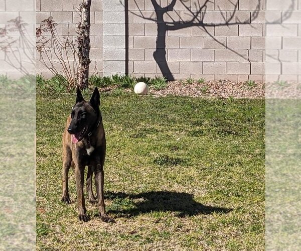 Medium Photo #2 Mutt Puppy For Sale in Imlay City, MI, USA