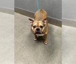 COCO - Female American Pit Bull Terrier-Unknown Mix Dog for Adoption - Small photo