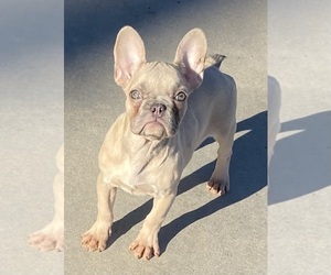 French Bulldog Puppy for sale in HESPERIA, CA, USA