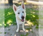 Small #1 Gerberian Shepsky