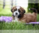 Small #1 Shih Tzu