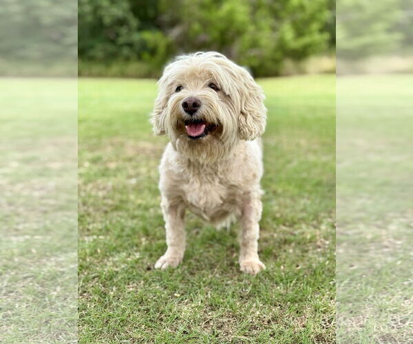 Medium Photo #3 Poodle (Miniature)-Unknown Mix Puppy For Sale in PIPE CREEK, TX, USA