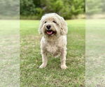 Small #2 Poodle (Miniature) Mix