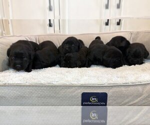 Labrador Retriever Litter for sale in HIGH POINT, NC, USA