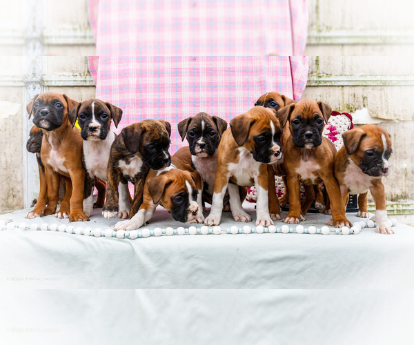 Medium Photo #1 Boxer Puppy For Sale in WAKARUSA, IN, USA