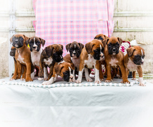 Boxer Puppy for Sale in WAKARUSA, Indiana USA