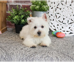 Small #3 West Highland White Terrier